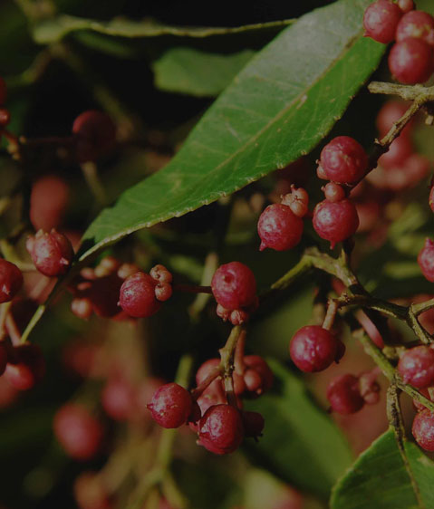 精選原材，質(zhì)量保證